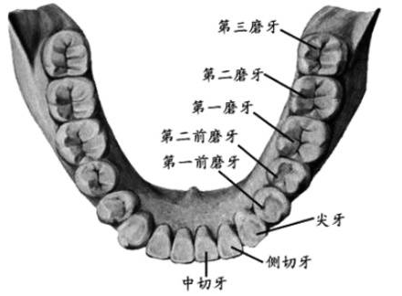 智齿到底要不要拔？