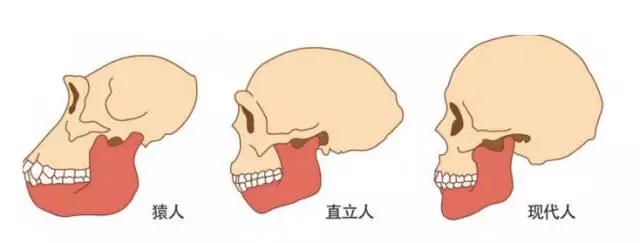 智齿示意图 赛德阳光口腔