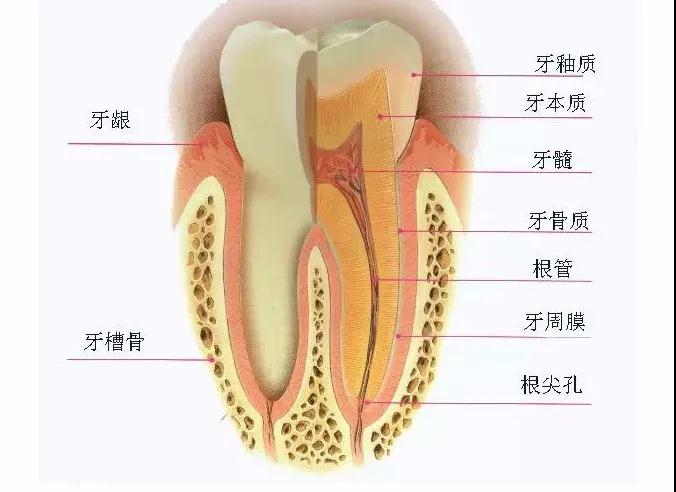 儿牙专家鲁莉英解读窝沟封闭和涂氟 赛德阳光口腔 北大口腔