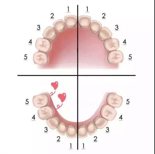 干货│北大口腔周彦恒：不要错过儿童牙齿矫正的黄金期