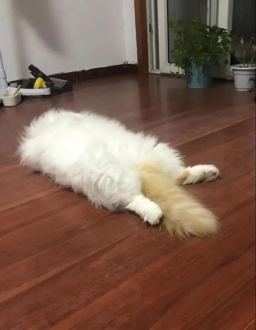 张医生的两只猫咪