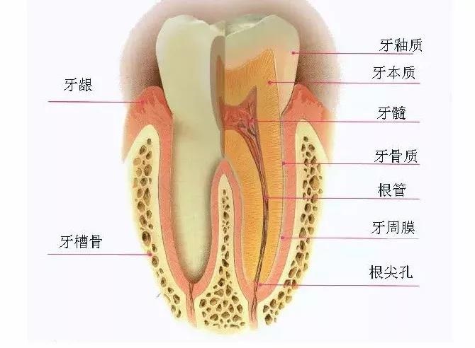 牙齿最表面的一层被称作牙釉质